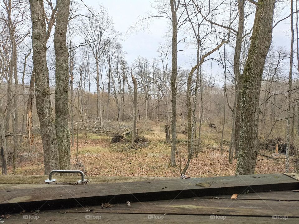 Autumn forest from the window