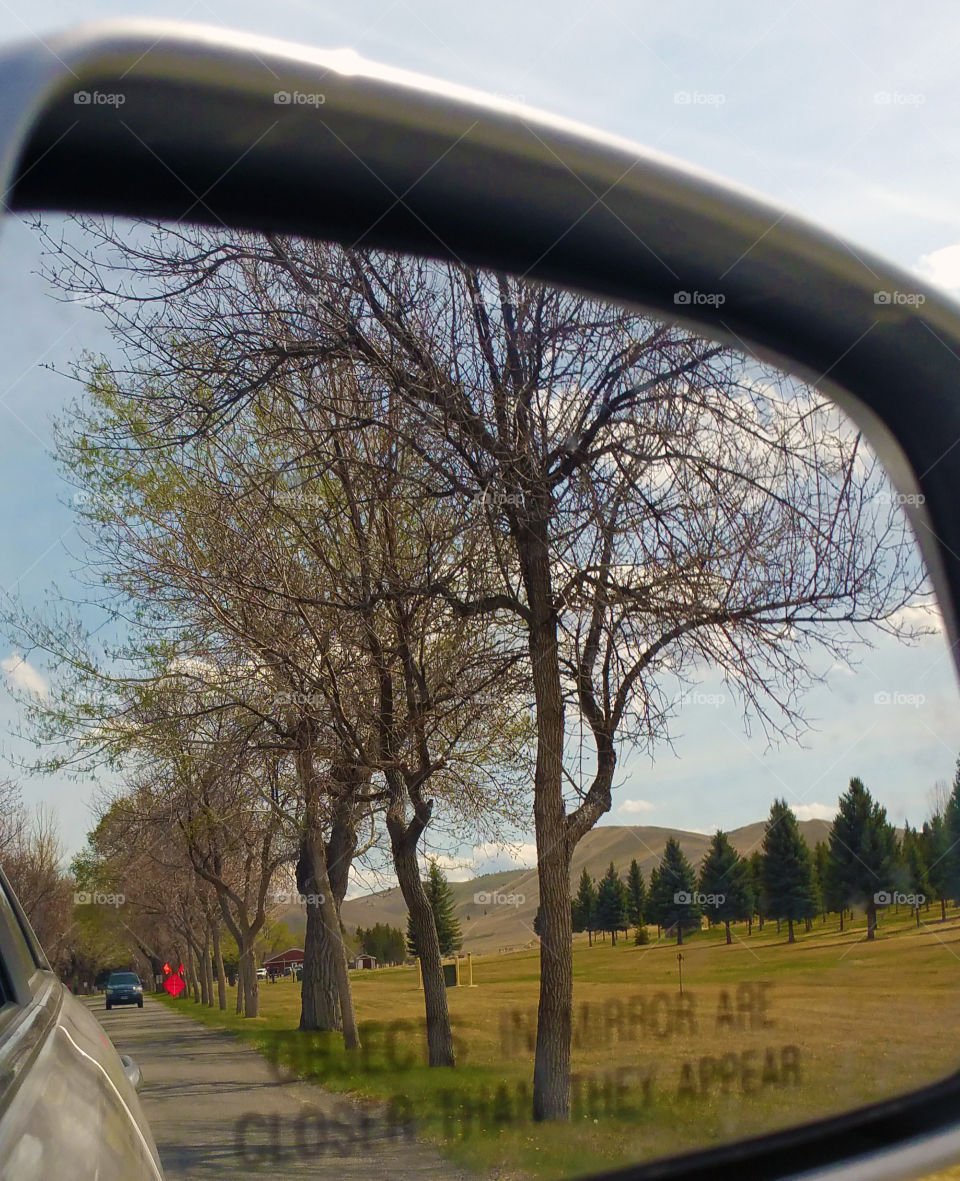looking in the rear view mirror at the tree in the past