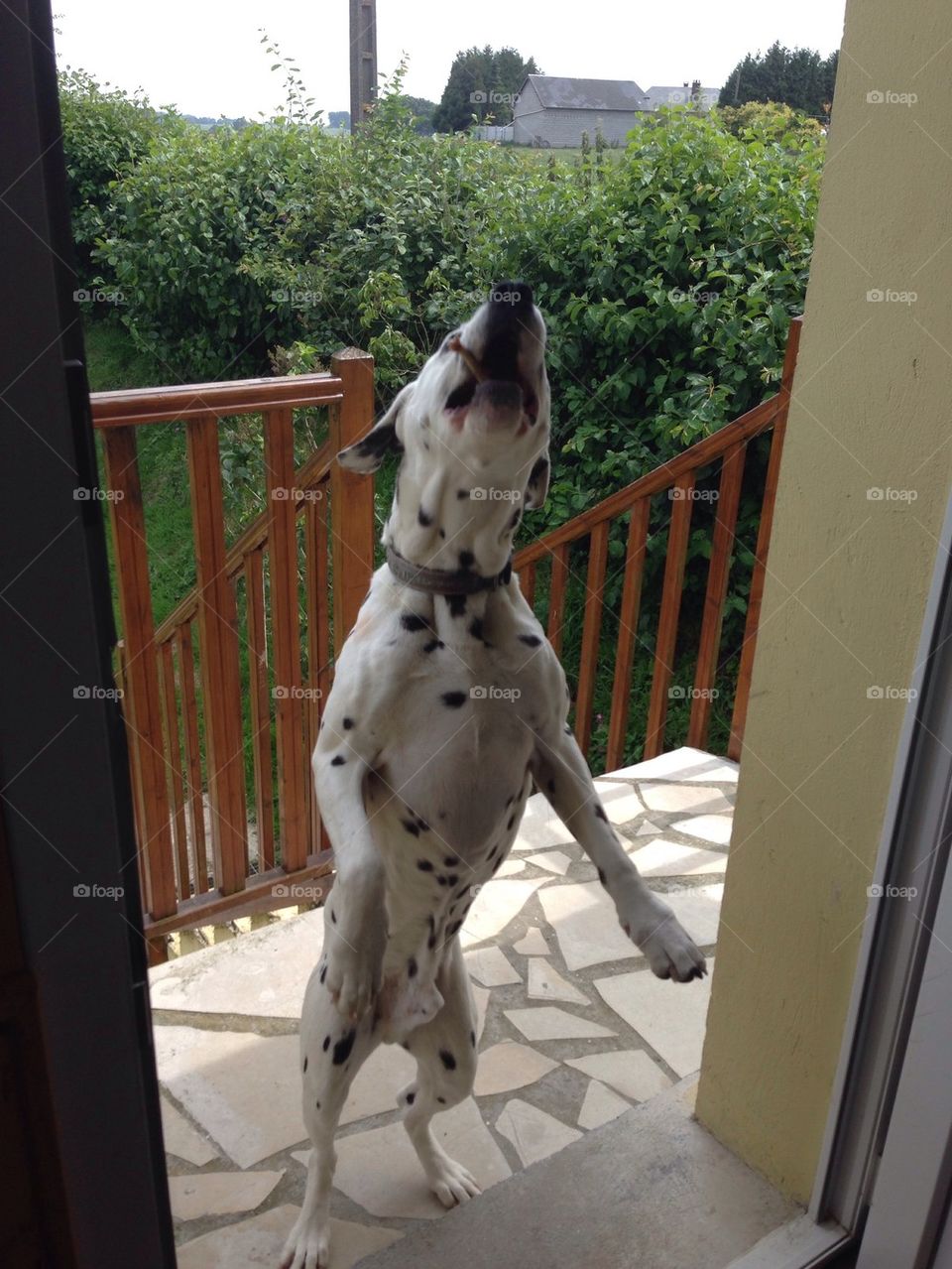 Dalmatian dog jumping 