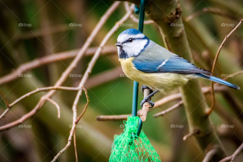 Bluetit in out garden