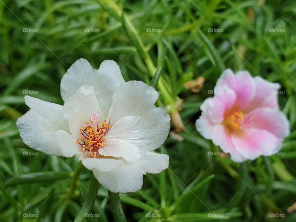 the portulaca grandiflora