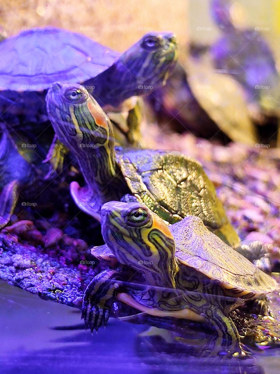 Pet Shop. Aquarium with small freshwater turtles