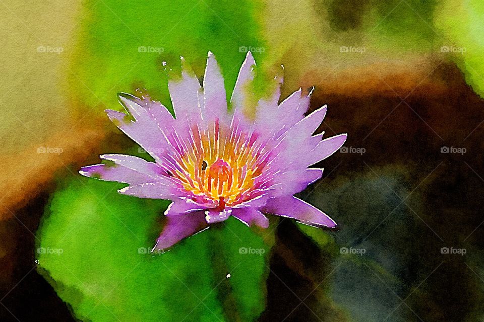 Lotus flower on a pond in garden, watercolor painting style.
