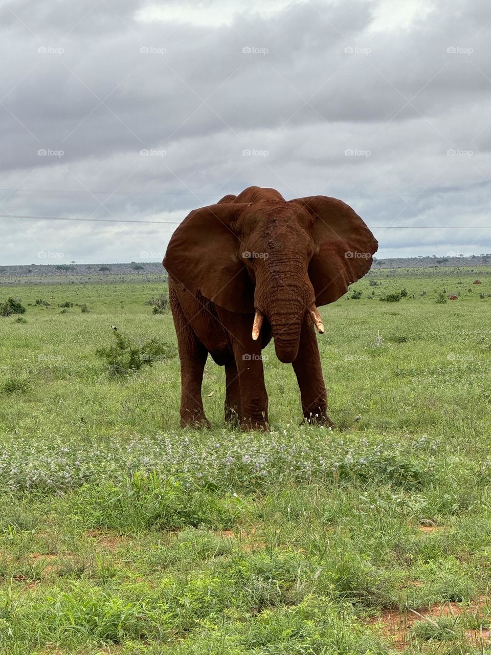 Elephant 