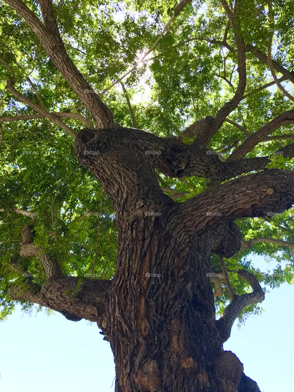 Trees