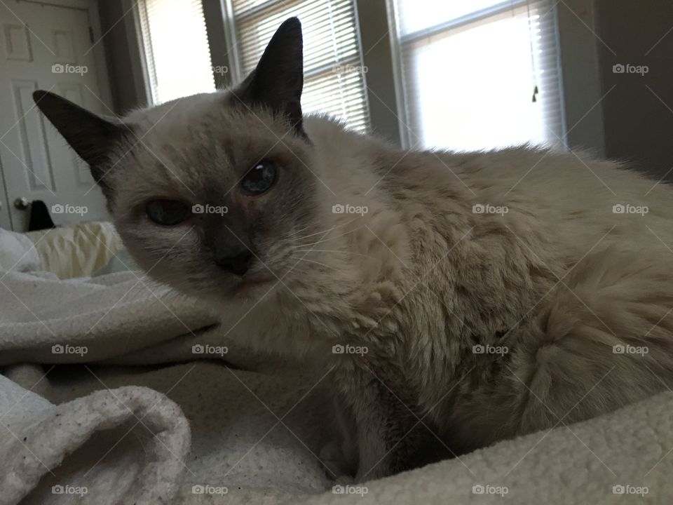 Bluepoint Siamese. 19 yrs. young. 