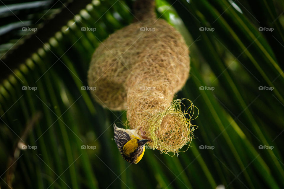 A soulful architecture of simple bird constructing with selected grass as raw materials.. Lovely