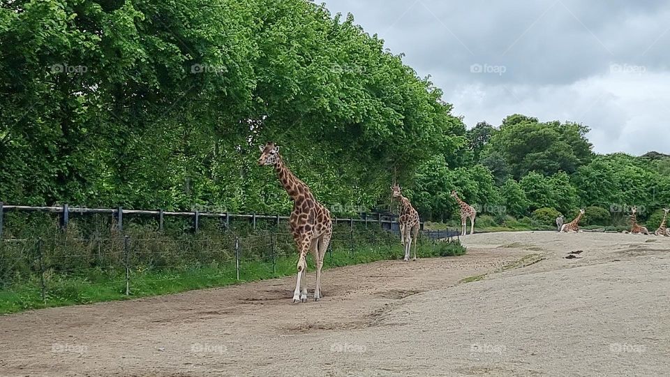 Picture from Dublin Zoo, Ireland