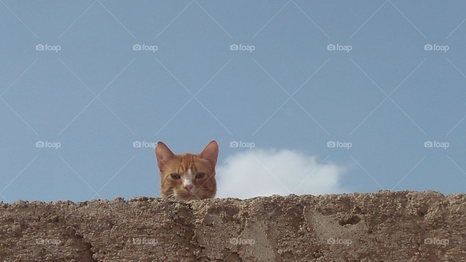  A beautiful cat overlooking the roof of the house alive and ashamed.