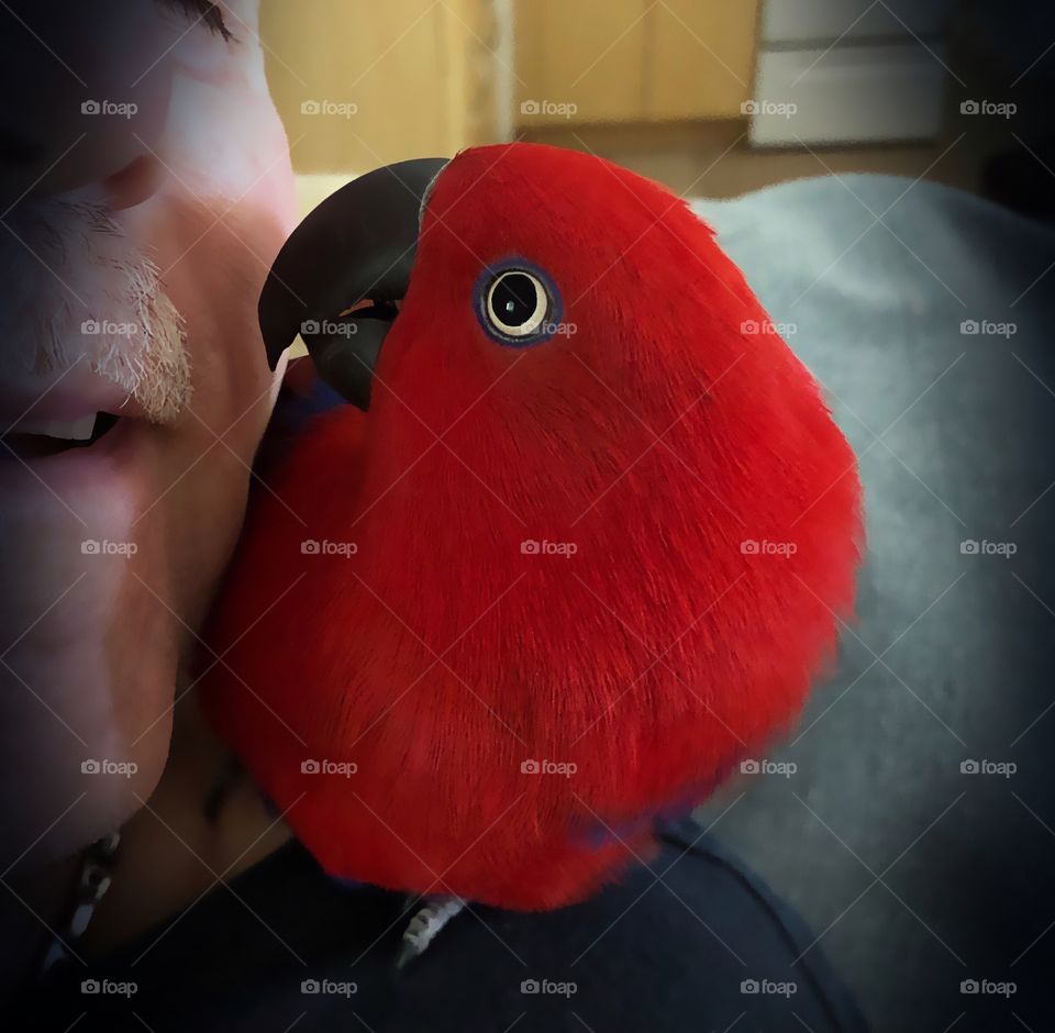 A tender moment between a man and his gorgeous Red Parrot.