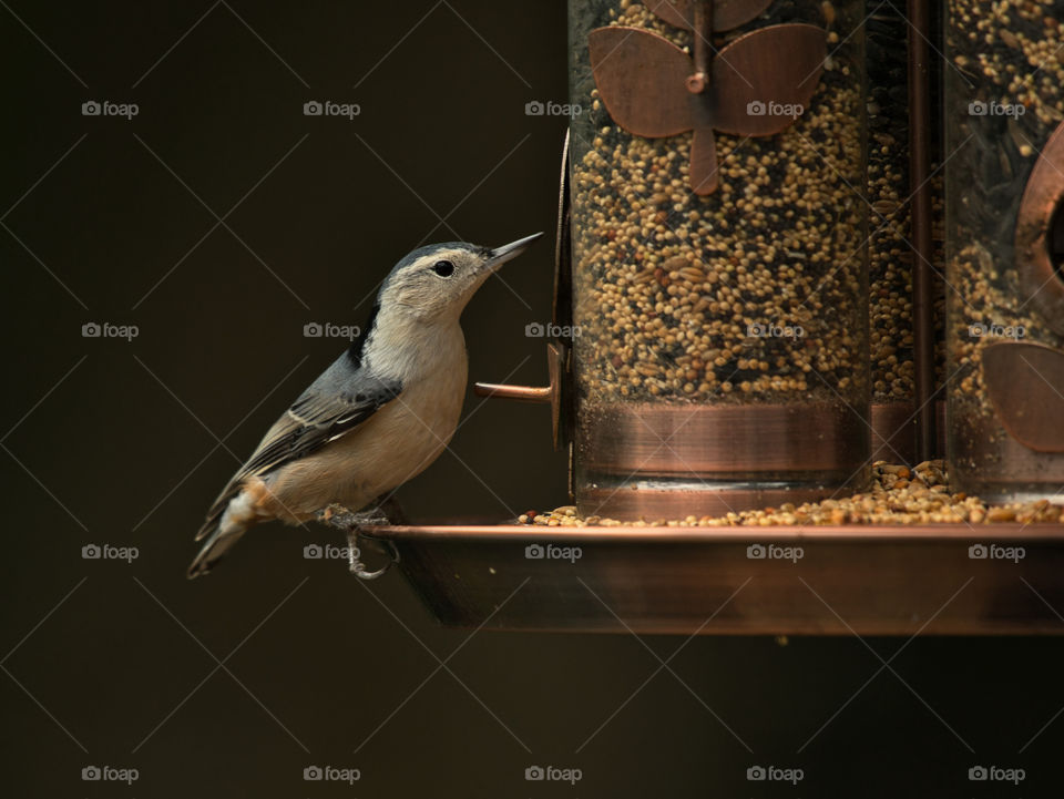 Sitta Carolinenisis - White Breasted Nuthatch
