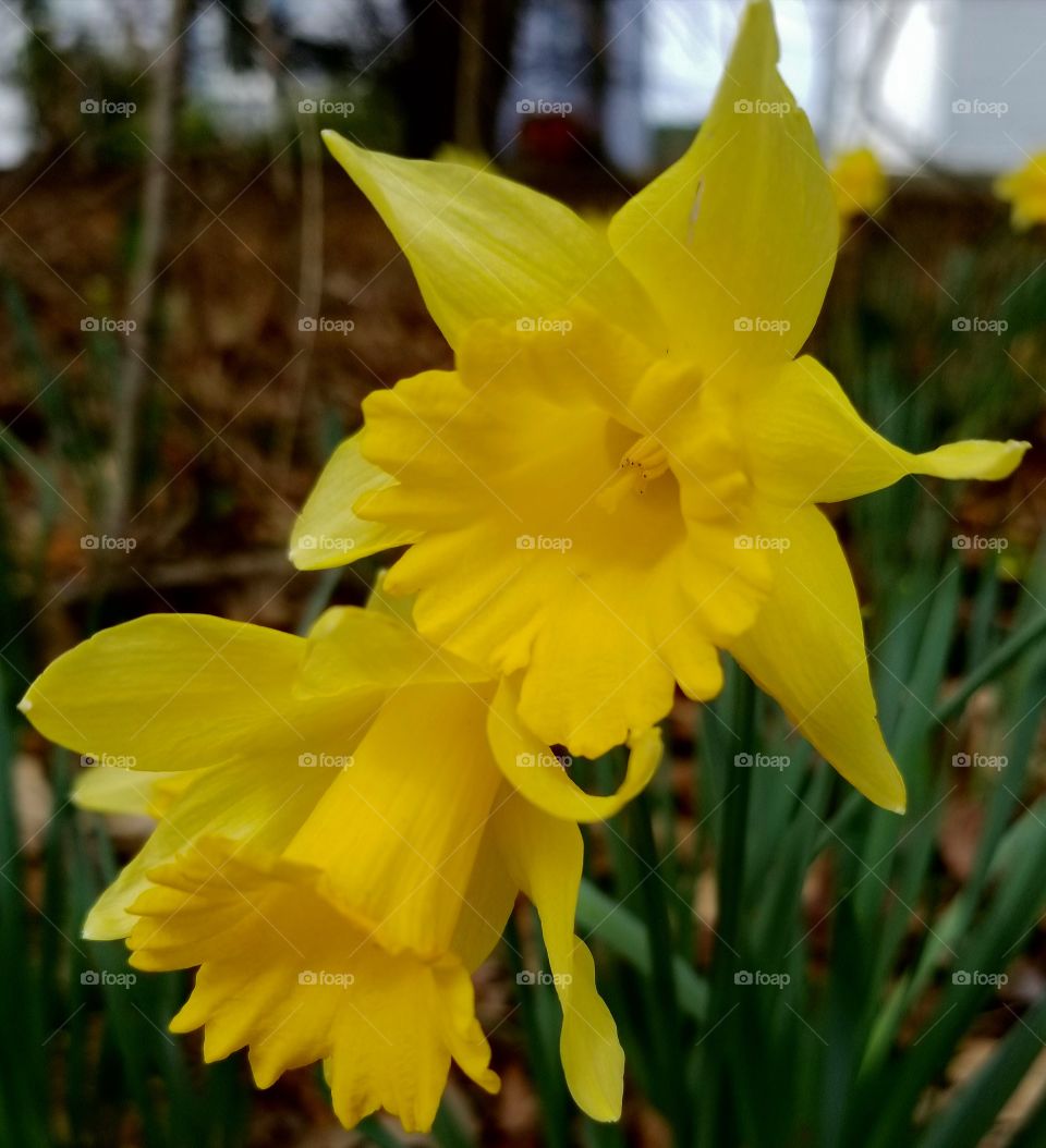 Daffodils