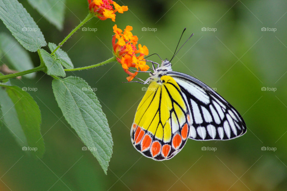 Beautiful butterfly