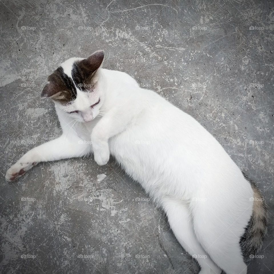 Cat on grey background
