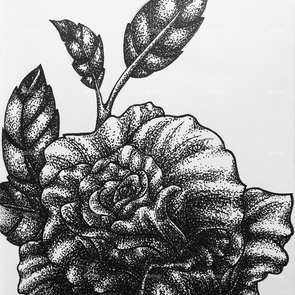Black and white stippled rose big shaded beautiful 