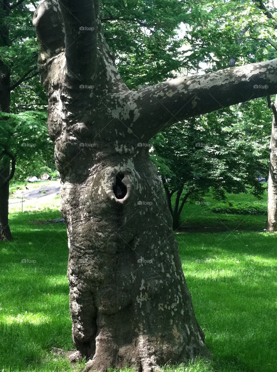 Tree at Central Park