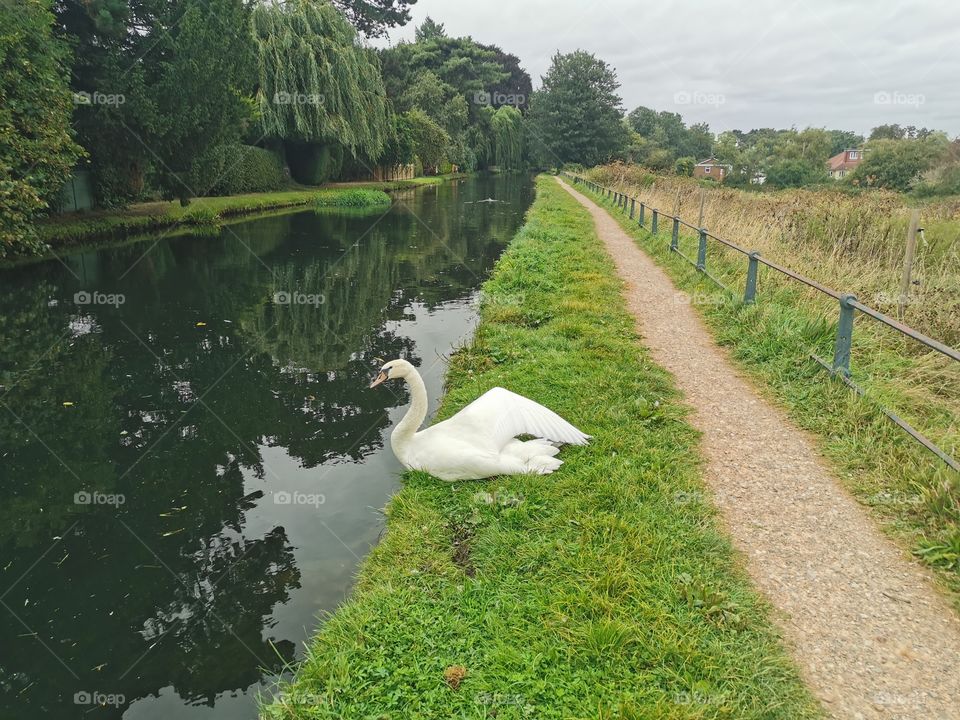 The Beautiful Swans of Hertfordshire
