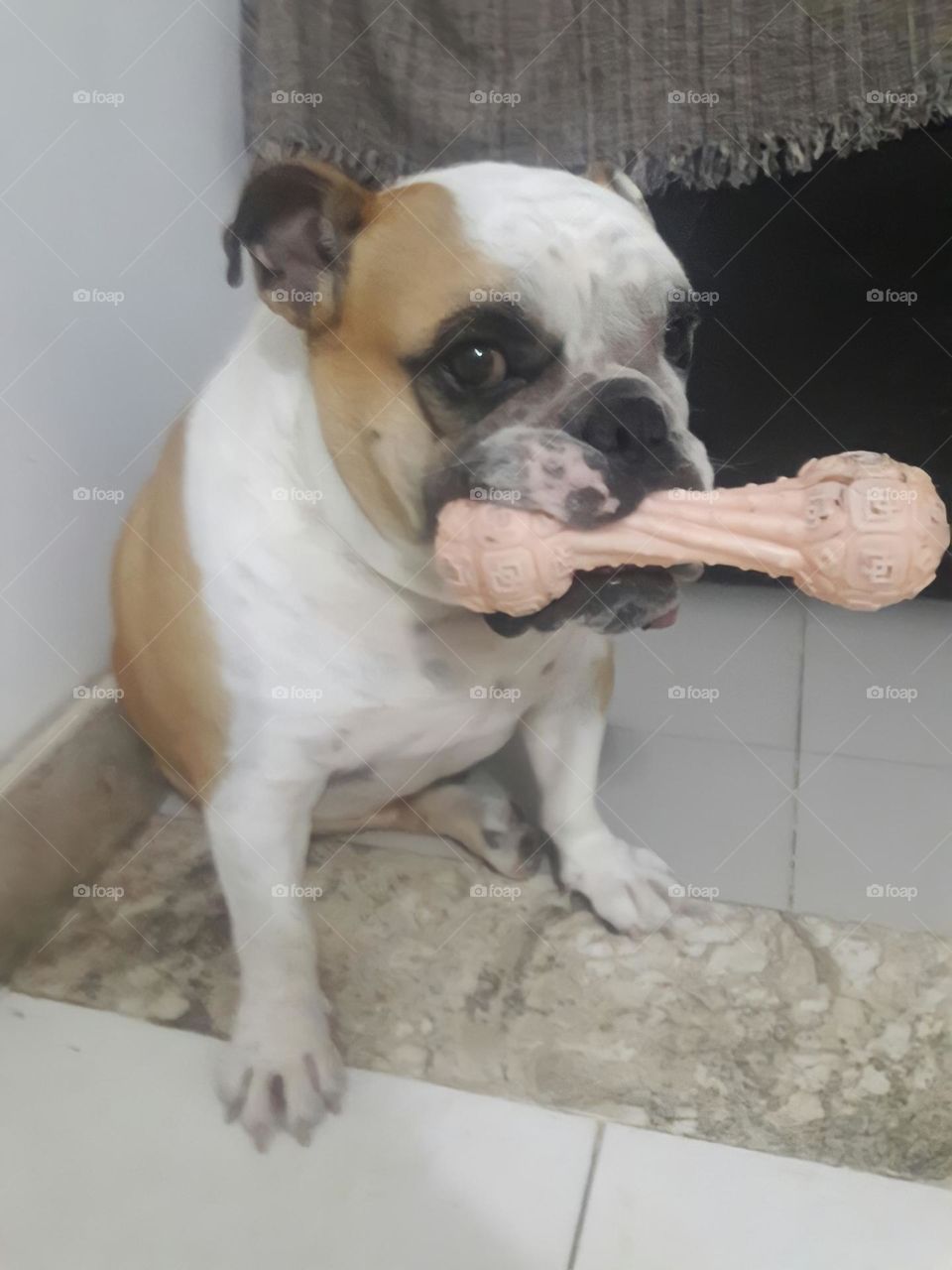 Barão and his bone