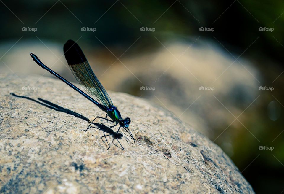 Dragonfly on the rock