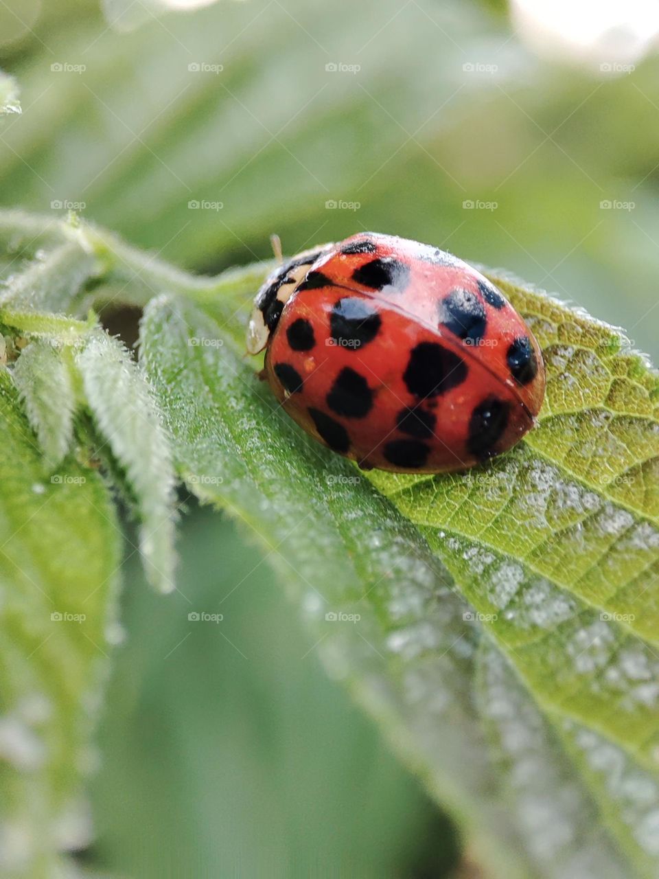 Ladybug on a leaf