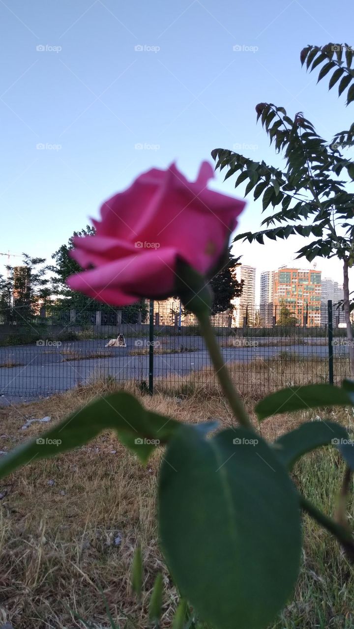 pink rose