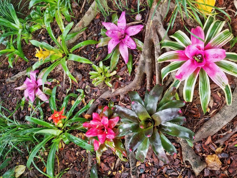 Landscape of tropical flowers