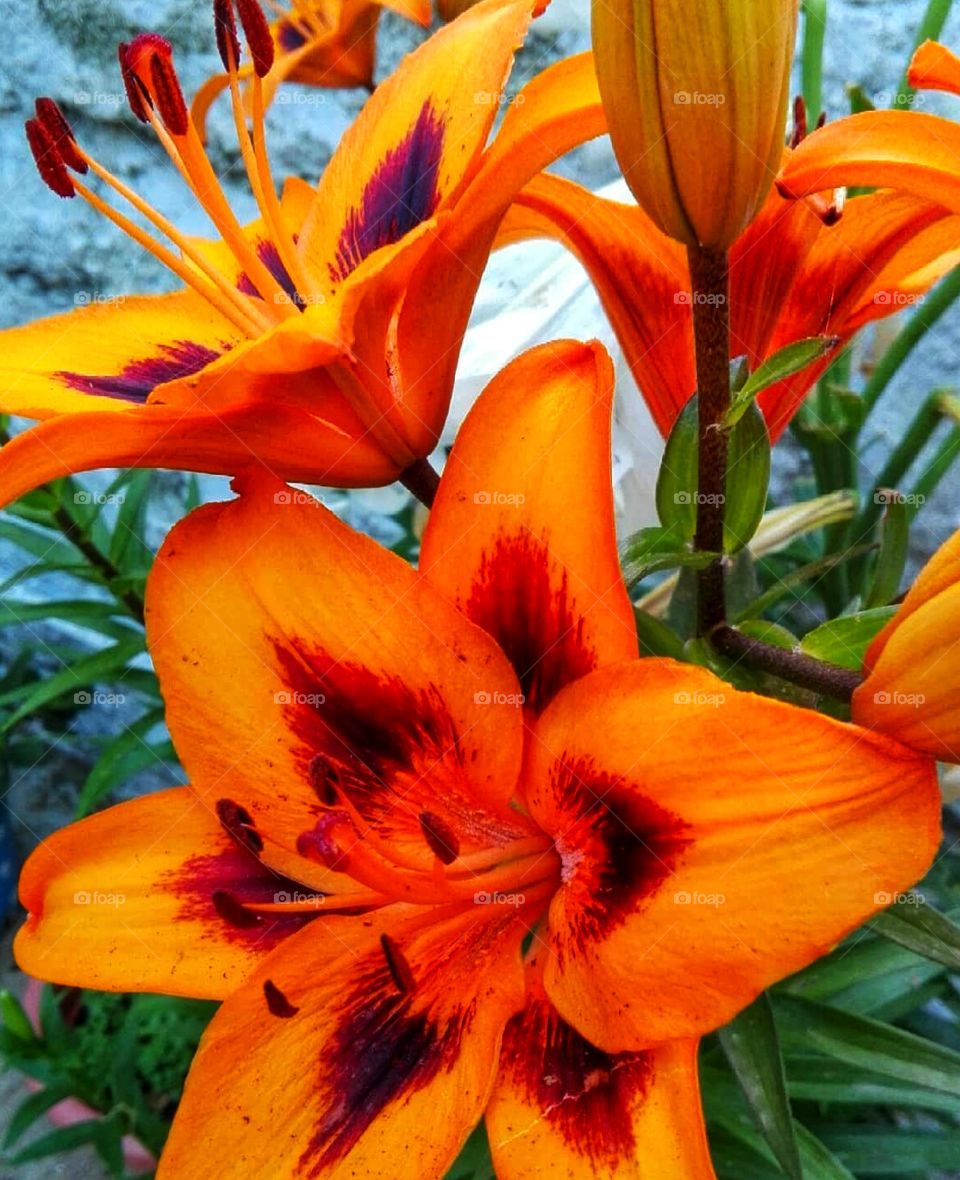 Orange flower