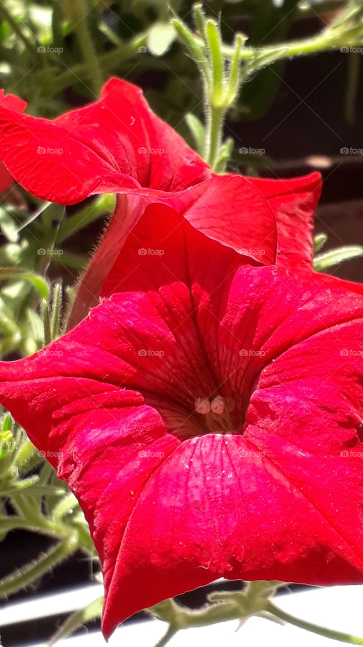 Red flowers
