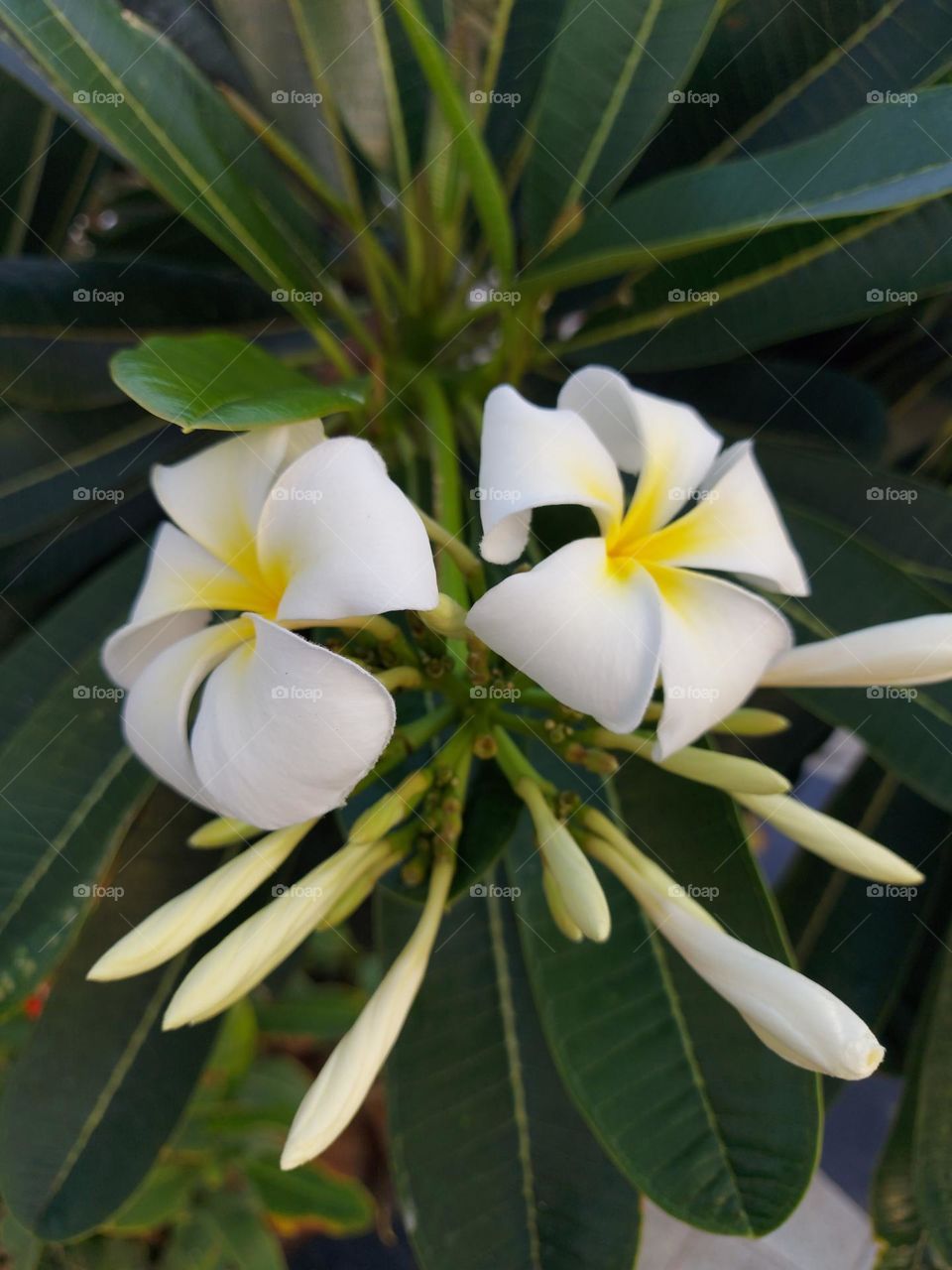 Plumeria obtusa