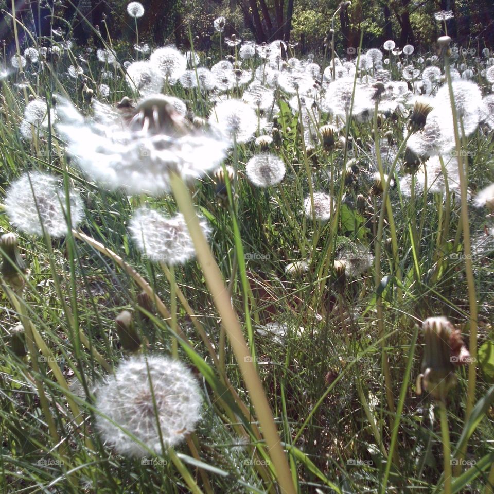 Dandelion field