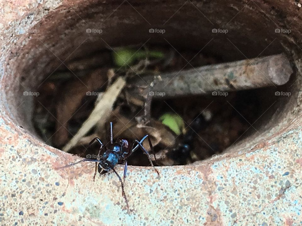 Worker ant climbing out of hole in sidewalk