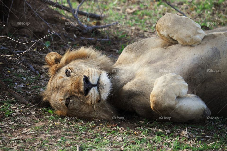 Close-up of lioness