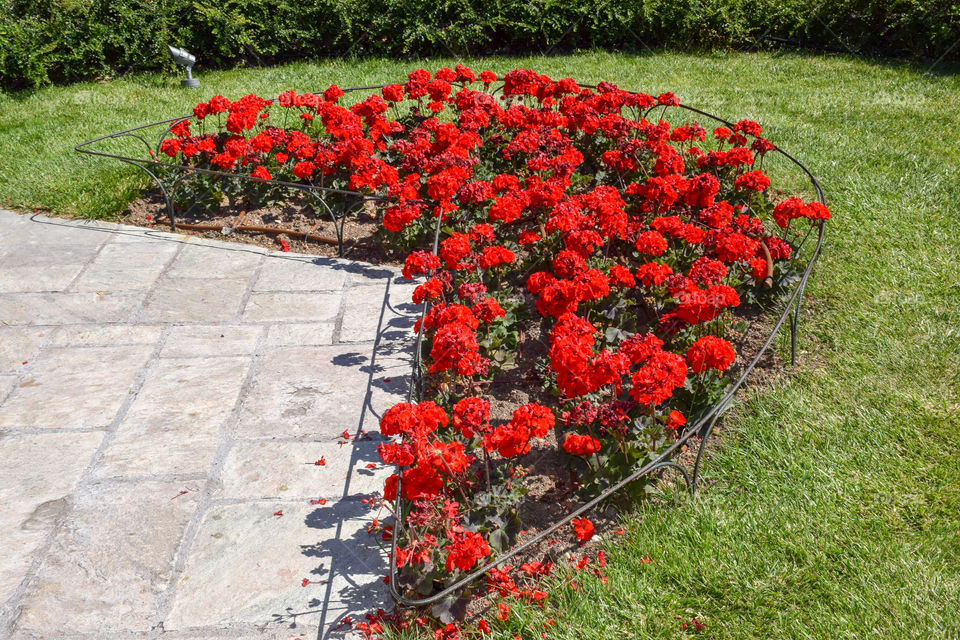 Flowers in the garden