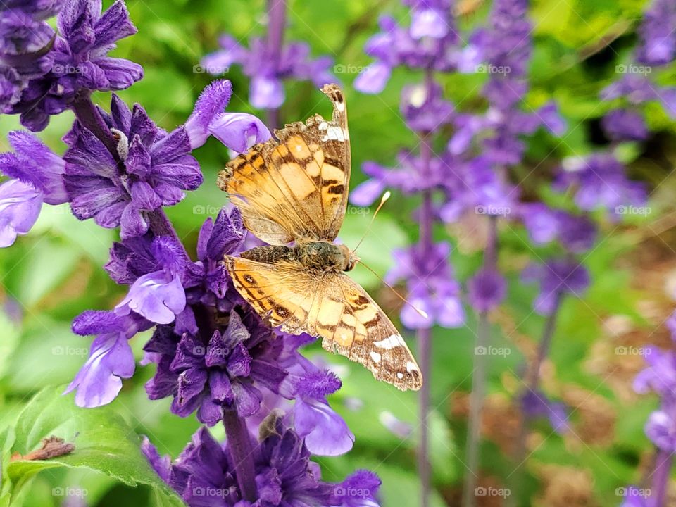 Tan colored butterfly and purple mystic spires flowers