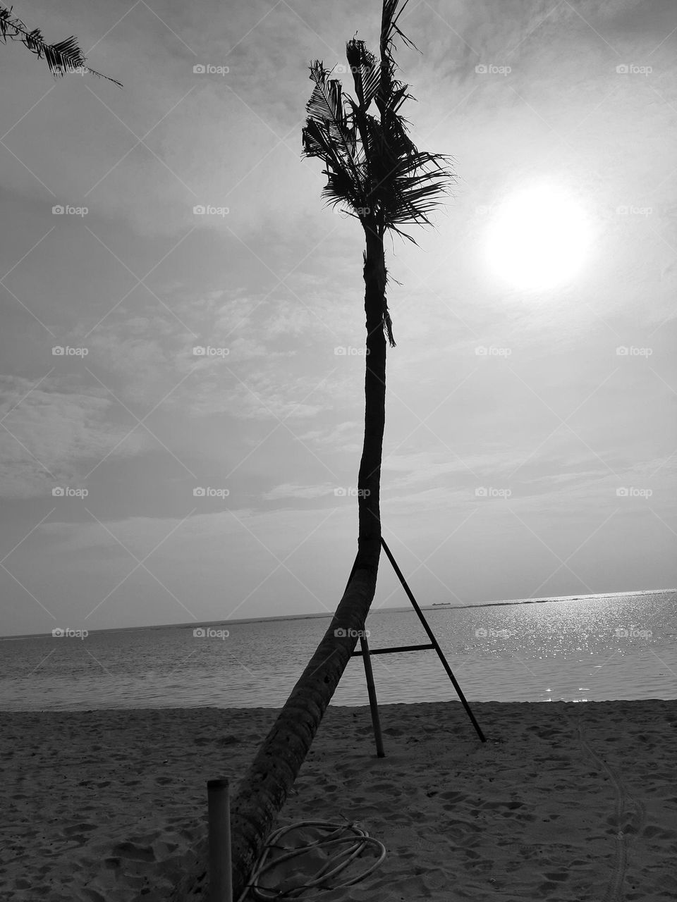 A perfect shot of coconut tree in a fine art style