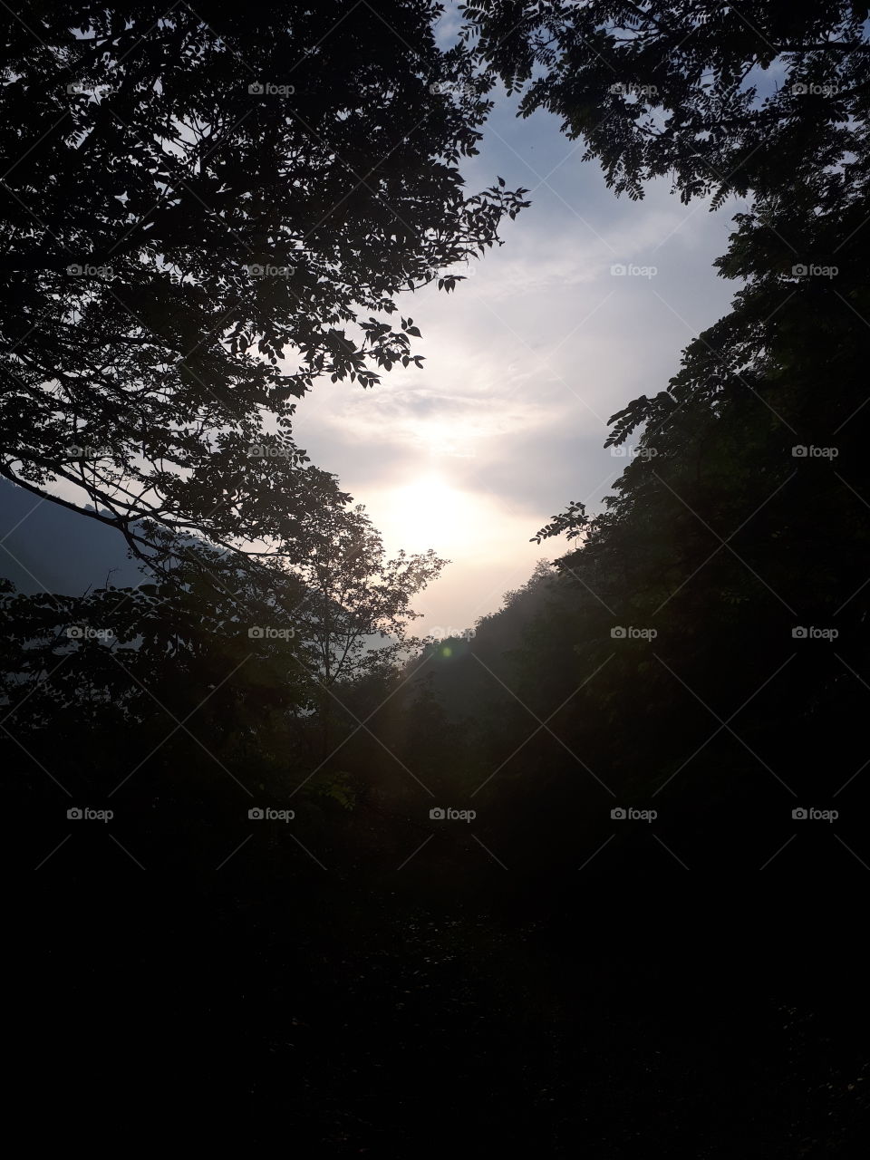 Sunset cross the woods.