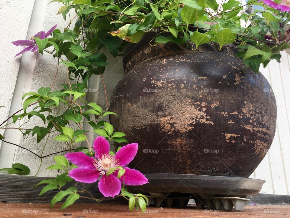 Clematis purple flower 