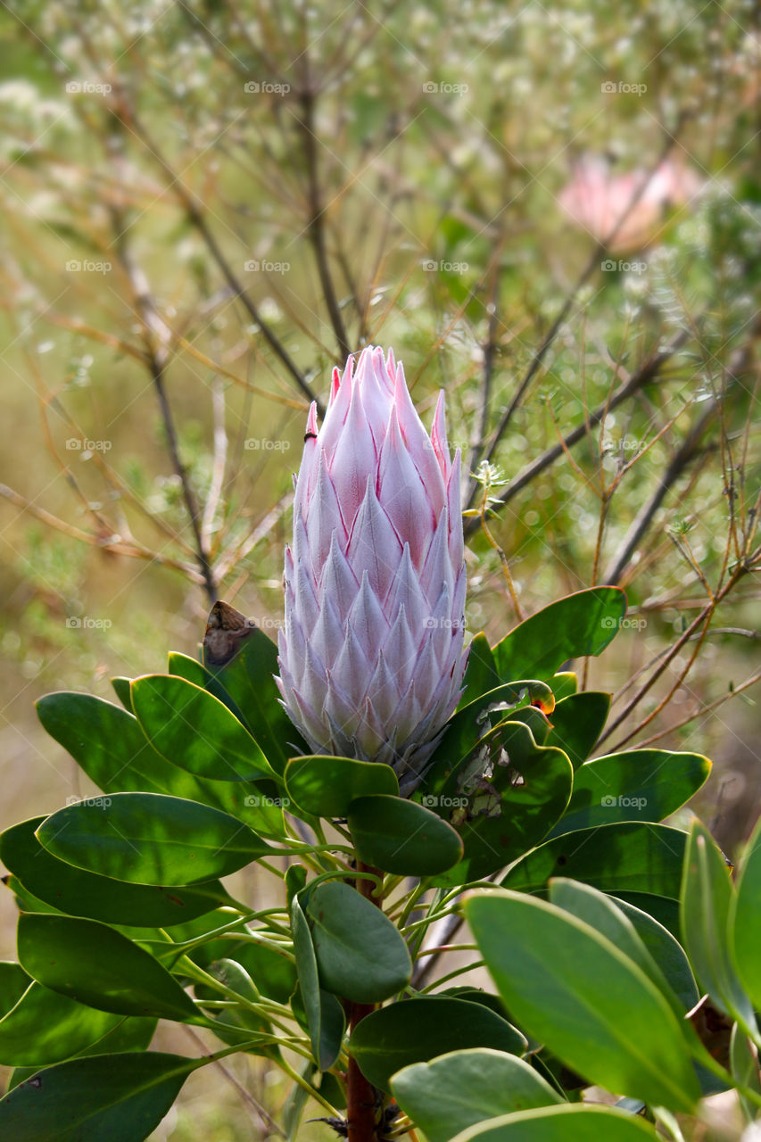 Closed king protea flower