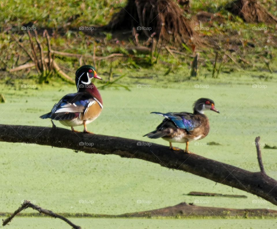 wood ducks