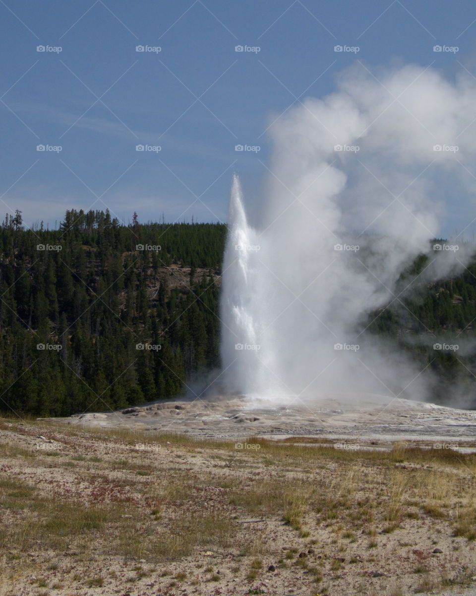 The Old Faithful geyser in Yellowstone National Park in Wyoming erupts on a sunny summer day. 