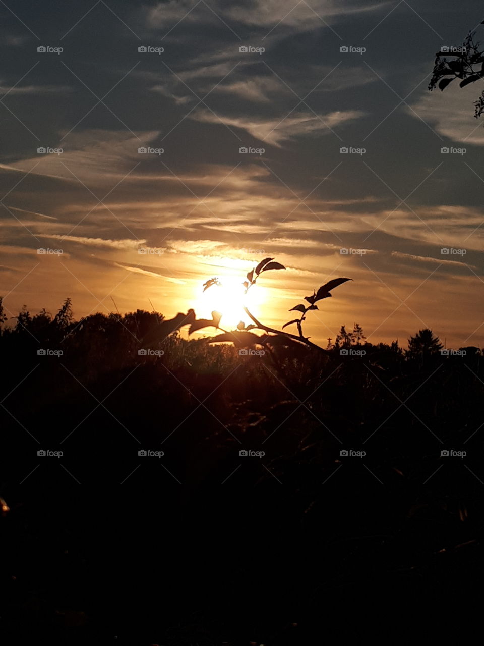 Leaf At Sunset