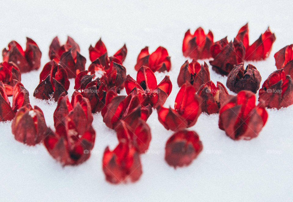 Dry red flowers in snow
