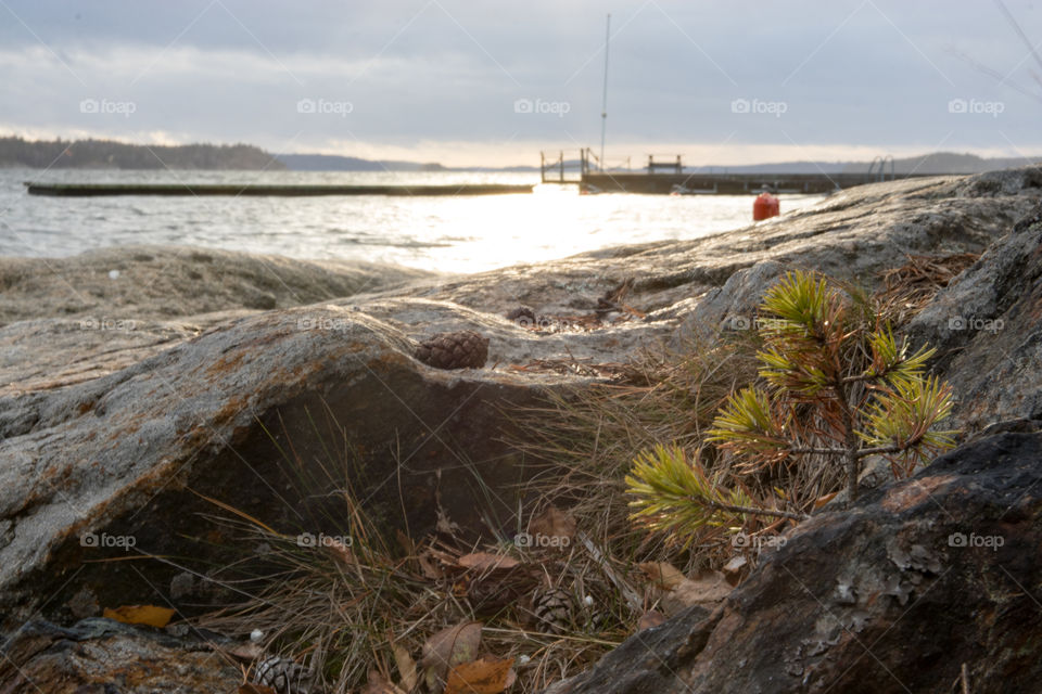 a tiny evergreen fighting for survival along the seaside in Sweden