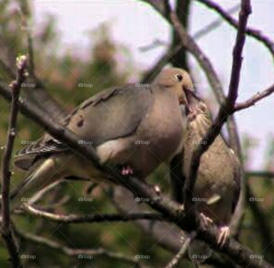 Mother dove feeding her baby