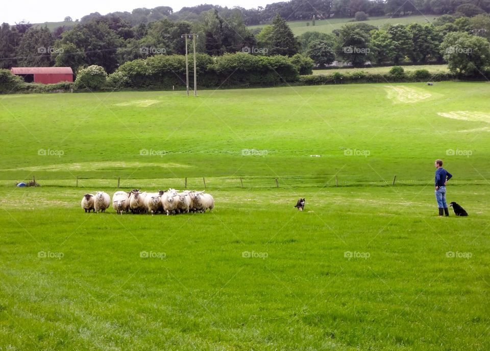 Sheep Herding