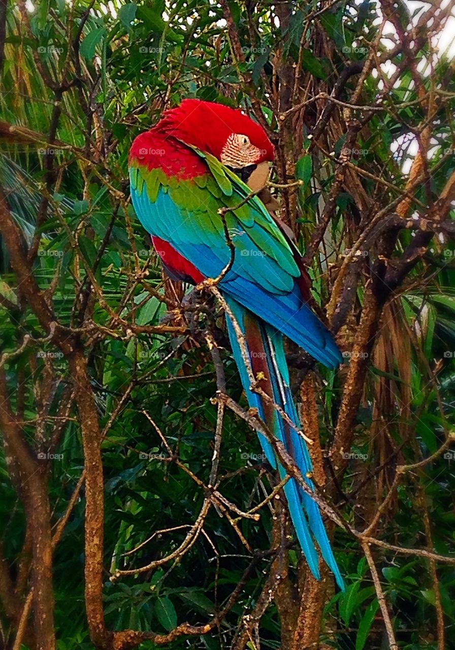 Pruning his feathers 