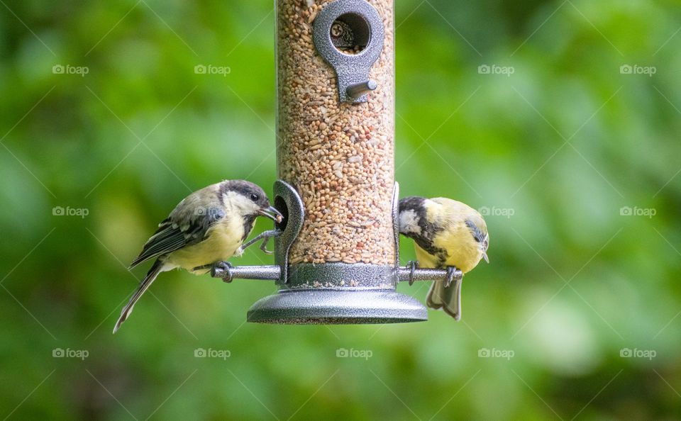 Birds at bird feeder