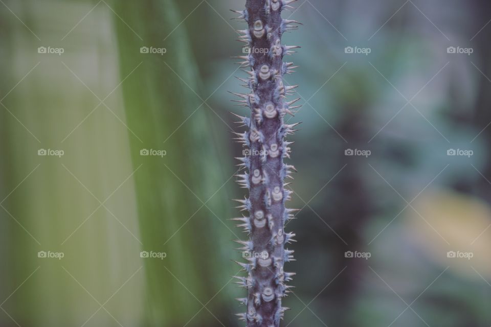 Purple cactus up close