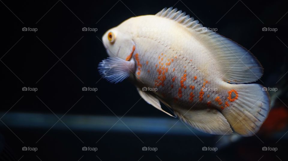 White Oscar fish swimming in the aquarium on a black background