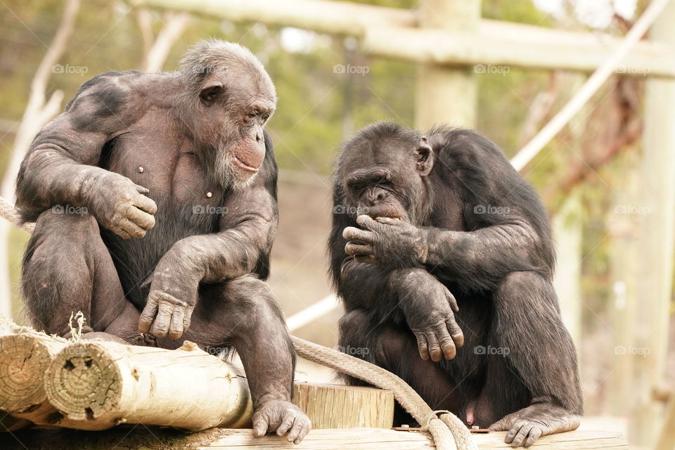 Chimpanzee Whispers. Did you hear the one about the photographer....